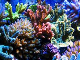 Як утворюються коралові поліпи? - Dovidka.biz.ua